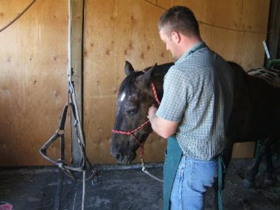 Visiting the Horse Dentist Image